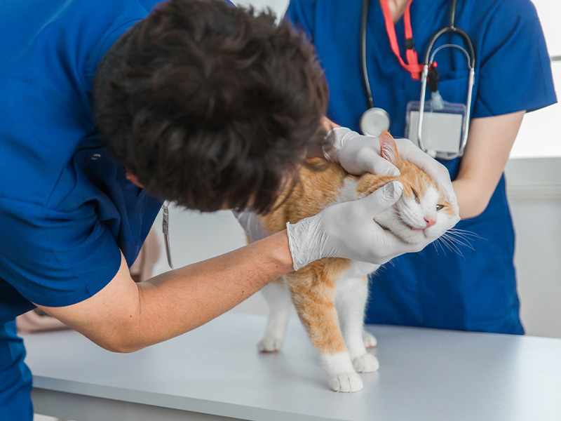 小動物診療